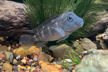 PECES CABEZA DE BUFALO