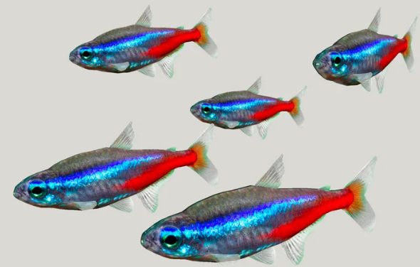PECES NEONES