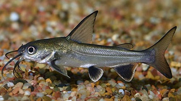 PECES TIBURON GATO