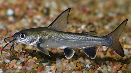 PECES TIBURON GATO