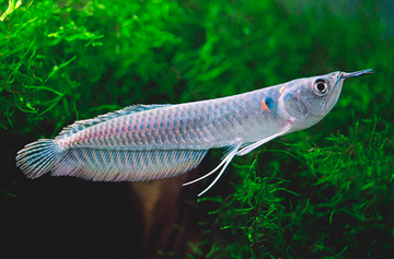 PECES AROWANA
