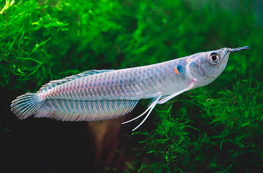 PECES AROWANA