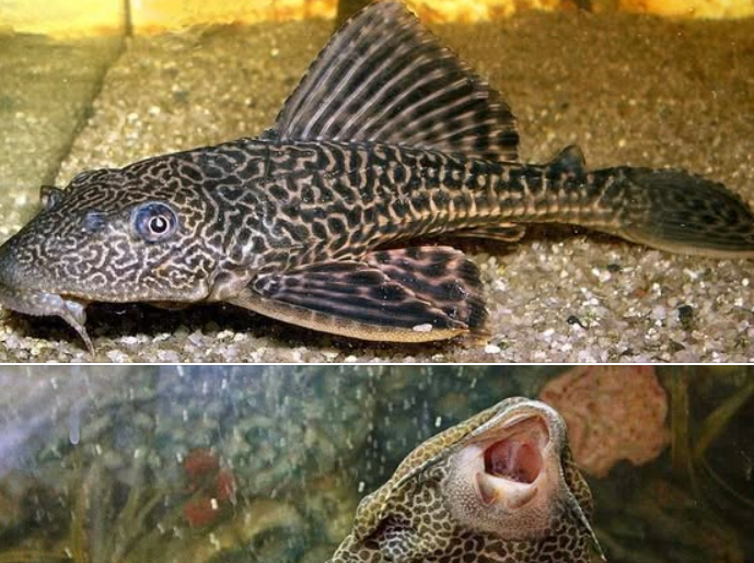 PECES CORRONCHO GRANDE