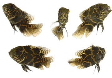 PECES OSCAR TIGRE