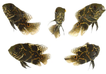 PECES OSCAR TIGRE