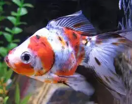 PECES BAILARINA GRANDE