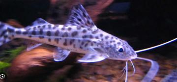 PECES TIBURON TIGRE