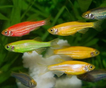 PECES CEBRA DE COLORES