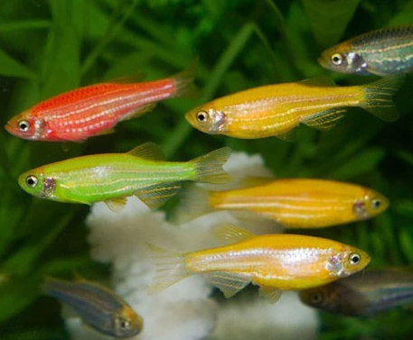PECES CEBRA DE COLORES