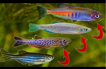 PECES DANIOS