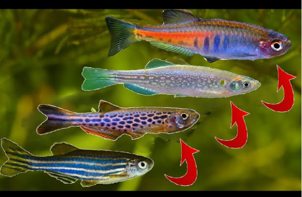 PECES DANIOS