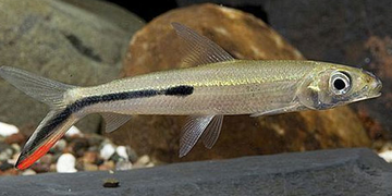 PECES HEMIODO