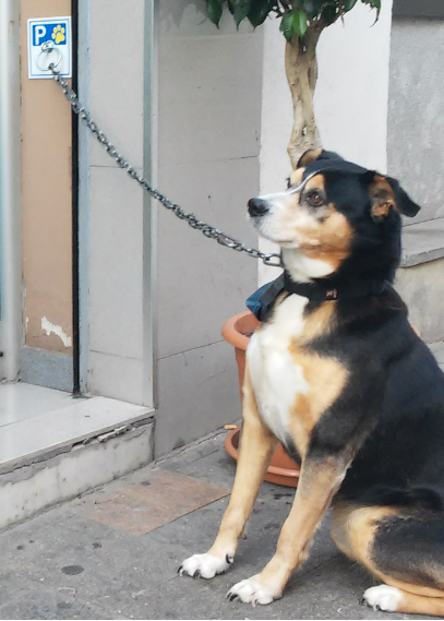 ACCESORIO IMPORTADO DOG PARKING REF CM-IS-7011