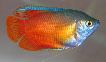 PECES COLIZA