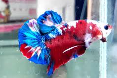 PECES BETTA DE LINEA